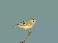Foto: Goudhaan [Regulus regulus] Maasvlakte Rotterdam         